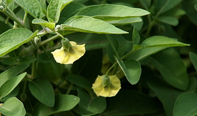 [This plant has many long oblong pointed leaves. The yellow blooms, which do not have individual petals (they are bell-shaped), face the ground. ]